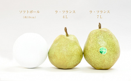 【令和8年産】 十三代目 佐藤市右衛門 特大玉 ラ・フランス 約4kg (7玉 秀 7L) 『旬の果実 佐藤市右衛門農園』 ラフランス 西洋梨 洋なし 果物 フルーツ 産地直送 生産農家直送 山形県 南陽市 [678]