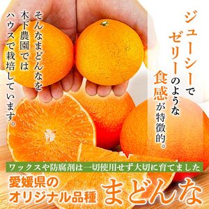 紅まどんなと同品種！＜木下さんちのまどんな 約2.5kg 家庭用＞ 柑橘類 みかん ミカン 果物 くだもの フルーツ 不揃い 自宅用 愛媛果試第28号 特産品 産地直送 マドンナ 木下農園 西宇和 愛媛県 西予市【常温】『2026年12月上旬～12月下旬迄に順次出荷予定』MKS0001