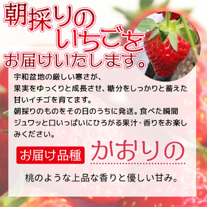＜農家厳選 新鮮朝採り宇和いちご 大粒 6箱（約4.2kg）＞イチゴ 苺 果物 フルーツ くだもの ストロベリー かおりの かおり野 直送 かんちゃん農園 愛媛県 西予市【冷蔵】『2026年2月下旬～5月末迄に順次出荷予定』UKN0002