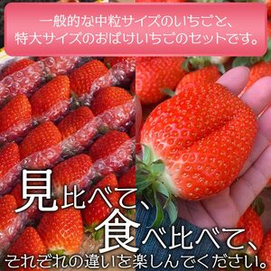 ＜農家厳選 新鮮朝採り 宇和いちご 中粒＆特大セット（各1箱 合計約1.25kg）＞イチゴ 苺 果物 フルーツ くだもの ストロベリー かおりの かおり野 直送 かんちゃん農園 愛媛県 西予市【冷蔵】『2026年2月上旬～5月末迄に順次出荷予定』UKN0003