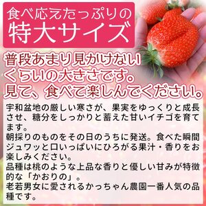 ＜農家厳選 新鮮朝採り 宇和いちご 特大サイズ おばけいちご 3箱（約1.8kg）＞ イチゴ 大粒 果物 フルーツ くだもの トロベリー かおりの 産地直送 旬 期間限定 数量限定 かんちゃん農園 愛媛県 西予市 【冷蔵】『2026年2月下旬～4月末迄に順次出荷予定』UKN0007