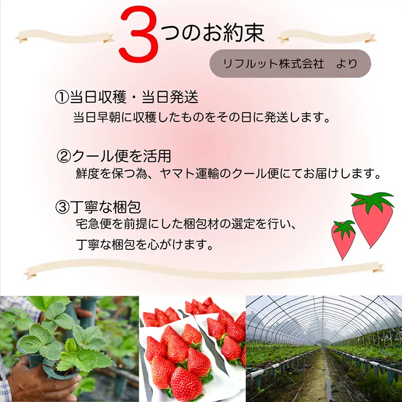 『先行予約』【令和9年3月より順次発送】唐津産 いちごさん 約250g×4パック(合計約1kg) 
