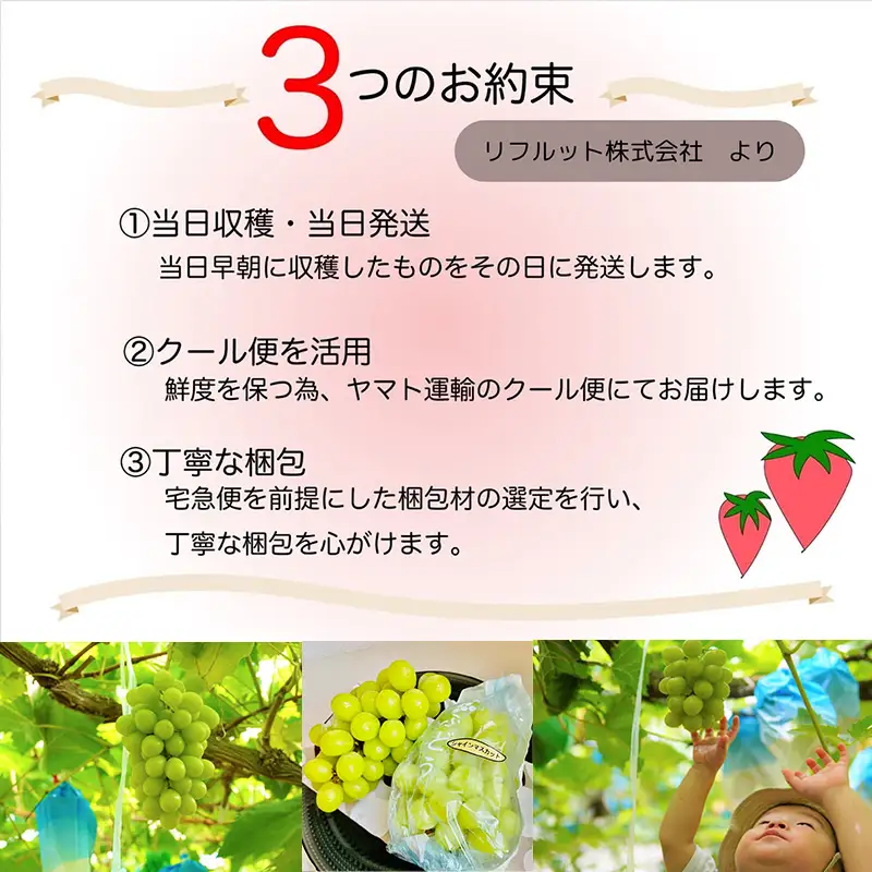 『先行予約』【令和8年9月上旬より順次発送】シャインマスカット500g 1房