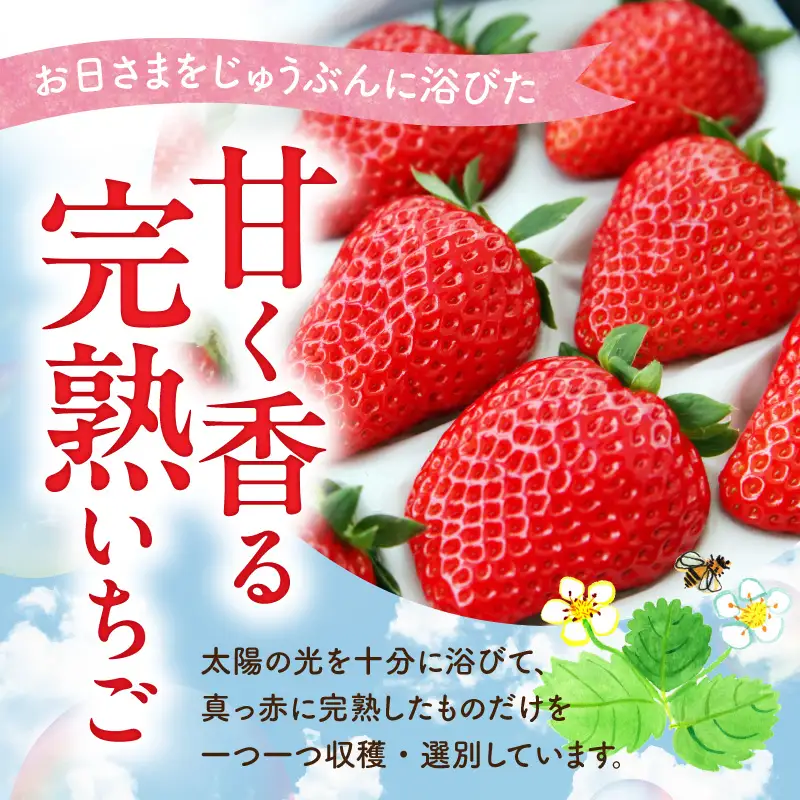【先行予約】お日さまの雫 完熟朝穫りプレミアムいちご　２トレー AM-0002