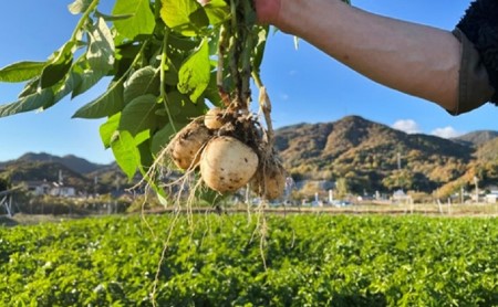 吉名の「まるきっちゃん」じゃがいも 10kg＋400g（傷み補償分）【12月～6月申込】7月発送 ｜ 野菜 根菜 国産 日本産 広島県産 食材 料理 調理 大容量 じゃがバター いももち カレー 煮物 おでん マッシュポテト　※2024年7月中旬頃に順次発送予定