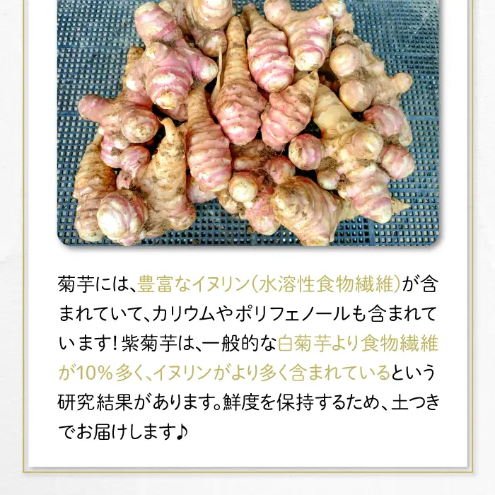 農薬化学肥料不使用の紫菊芋　5kg【菊芋 野菜 紫菊芋 芋 赤菊芋 農薬不使用 化学肥料不使用 季節限定 期間限定 数量限定 島根県 大田市】