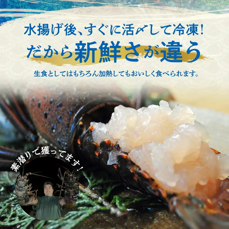 エメラルドブルーの美しい海で獲れた天然伊勢海老2㎏（4～6尾）！ W057-003u 冷凍 海鮮 エビ