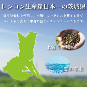 【先行予約】【2026年9月より順次発送開始】レンコン　約4kg｜茨城県 行方市 ふるさと納税 蓮根 レンコン 野菜 やさい(EG-1)