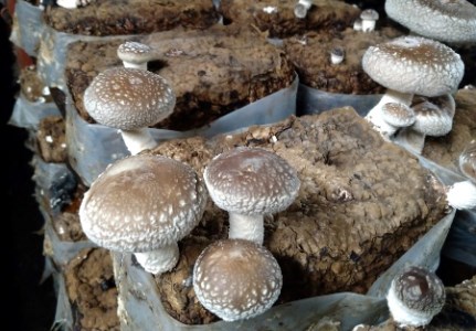 阿賀町産乾燥スライスしいたけ（菌床）・乾燥きくらげ各2袋セット