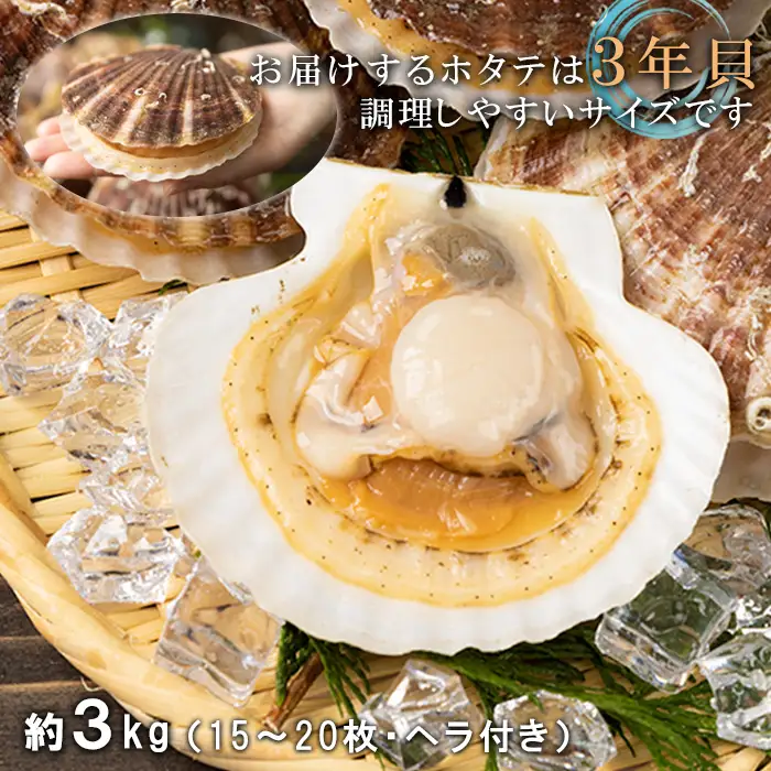 【先行予約】北海道 羽幌町産 殻付き活ホタテ 約3kg（15～20枚・ヘラ付き）【0910205】