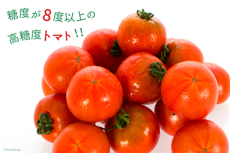 【期間限定発送】 トマト SUNすいーと 1.5kg×1箱