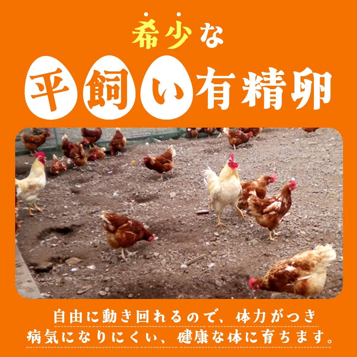 [5525-0758]3ヵ月連続お届け  たまごの心 40個 Lサイズ  太陽の園  の平飼たまご  有精卵 北海道 伊達市 たまご 卵 生たまご 鶏卵 北海道産 鶏の卵 ポリスブラウン 食材 卵かけごはん TKG オムレツ オムライス 【農福連携】