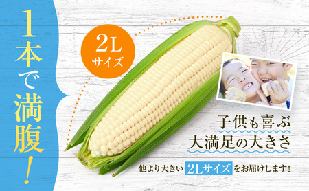 2026発送 富良野 ホワイトコーン『ホワイトショコラ』2L10本 とうもろこし