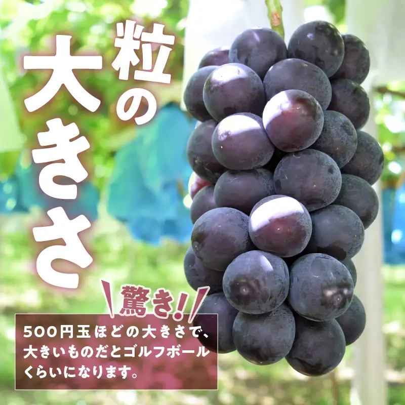 大玉！果汁たっぷり！！旬の採れたて藤稔 1.8kg以上（2房～4房）【2026年発送】（HO）B12-147 藤稔 フルーツ