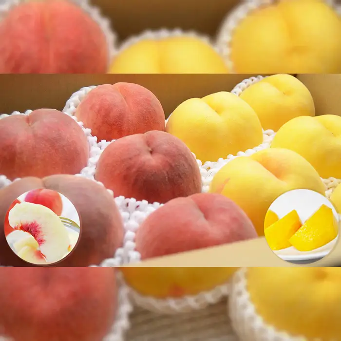 山形の白桃と黄桃のセット 約3kg(6～13玉)[柔らかくなる品種・果肉やや硬め]【令和8年産先行予約】FS24-567 くだもの 果物 フルーツ 山形 山形県 山形市 2026年産