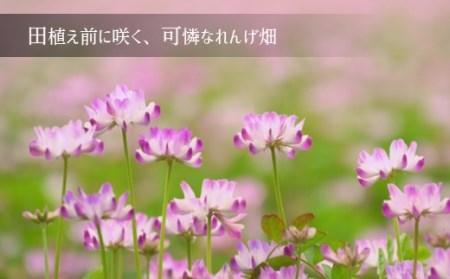  熊本和水町産 ひのひかり（菊水れんげ米）8kg