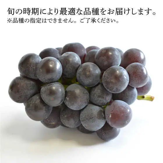 【2026年7月-発送】【採れたてをお届け！】旬のぶどう ＜ブラックビートor巨峰orピオーネ＞ 合計2kg / ぶどう ブドウ 葡萄 グレープ フルーツ ふるーつ 果物 /  南島原市 / ながいけ [SCH037]