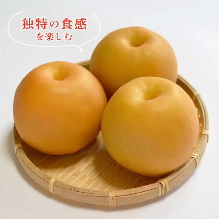 【2026年9月-発送】【南島原産】新高 梨（8個から9個） / 南島原市 / ながいけ [SCH039]