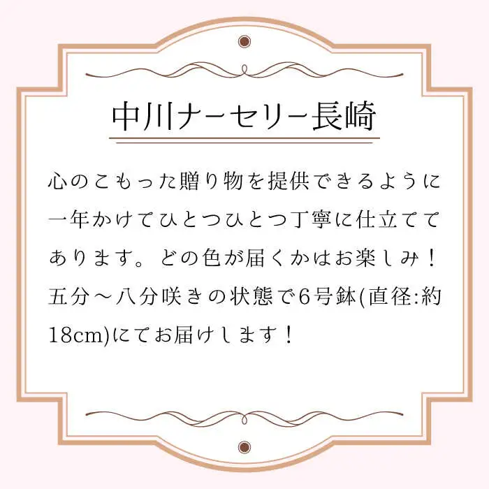 【2026年12月-発送】【ギフトにピッタリ！】シクラメン 6号 鉢 / シクラメン しくらめん シクラメン シクラメン シクラメン 花 はな 鉢 鉢植え / 南島原市 / 中川ナーセリー長崎 [SDL001]