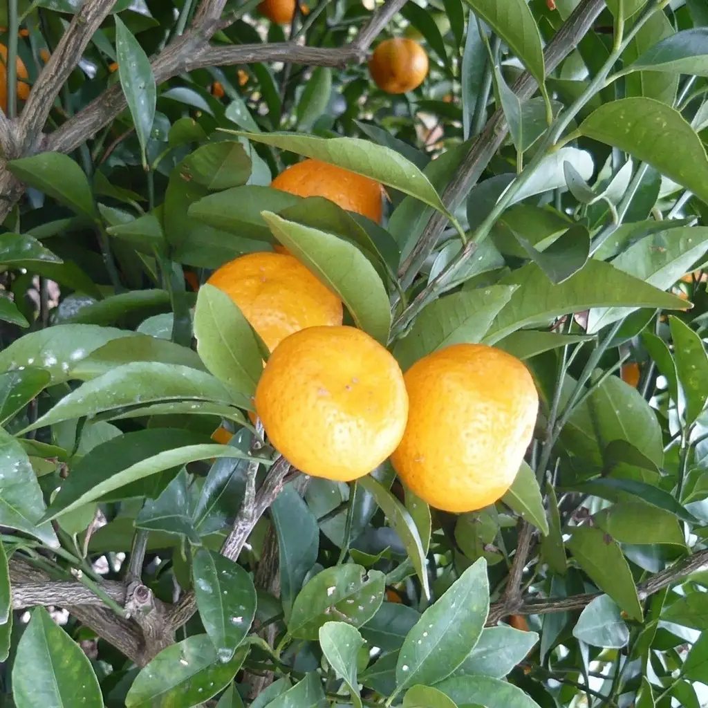 柑橘苗 小みかん 苗木 （実なし） 植物 庭 園芸 柑橘苗