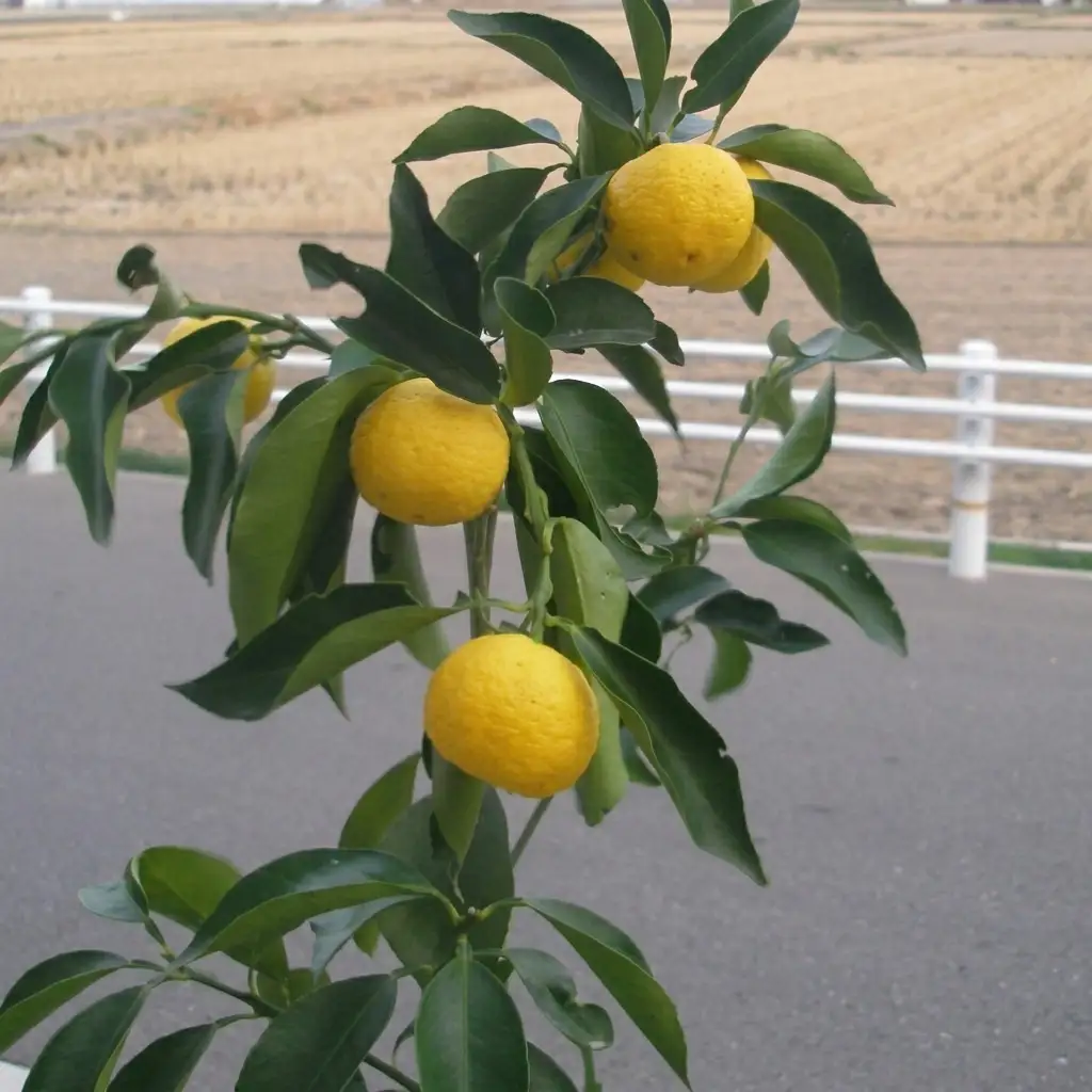柑橘苗 花柚子 苗木 （実なし） 植物 柚子の木 柑橘苗