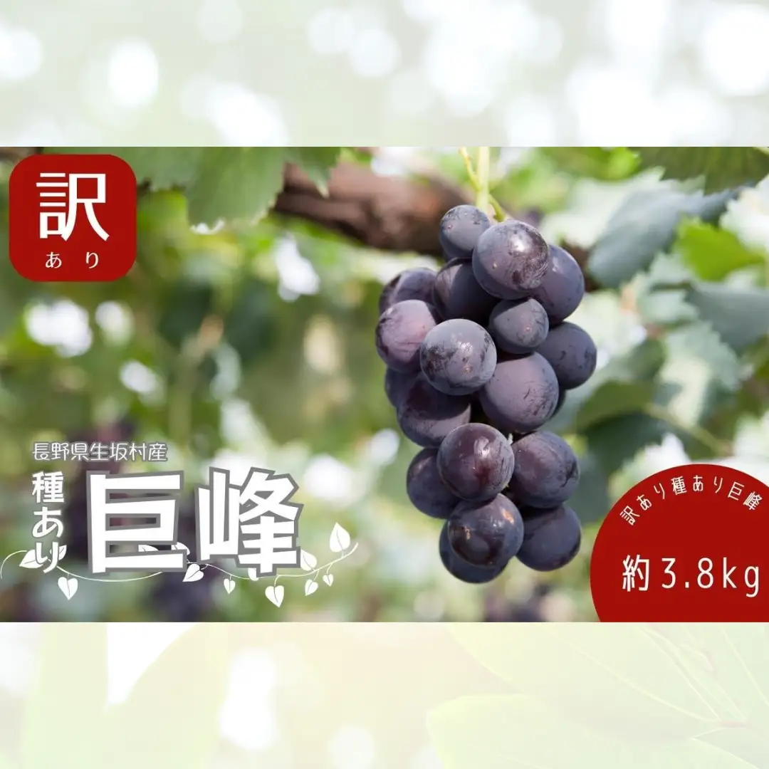【2026年発送 先行予約】 訳あり 種あり巨峰 約3.8kg（9~13房） 巨峰