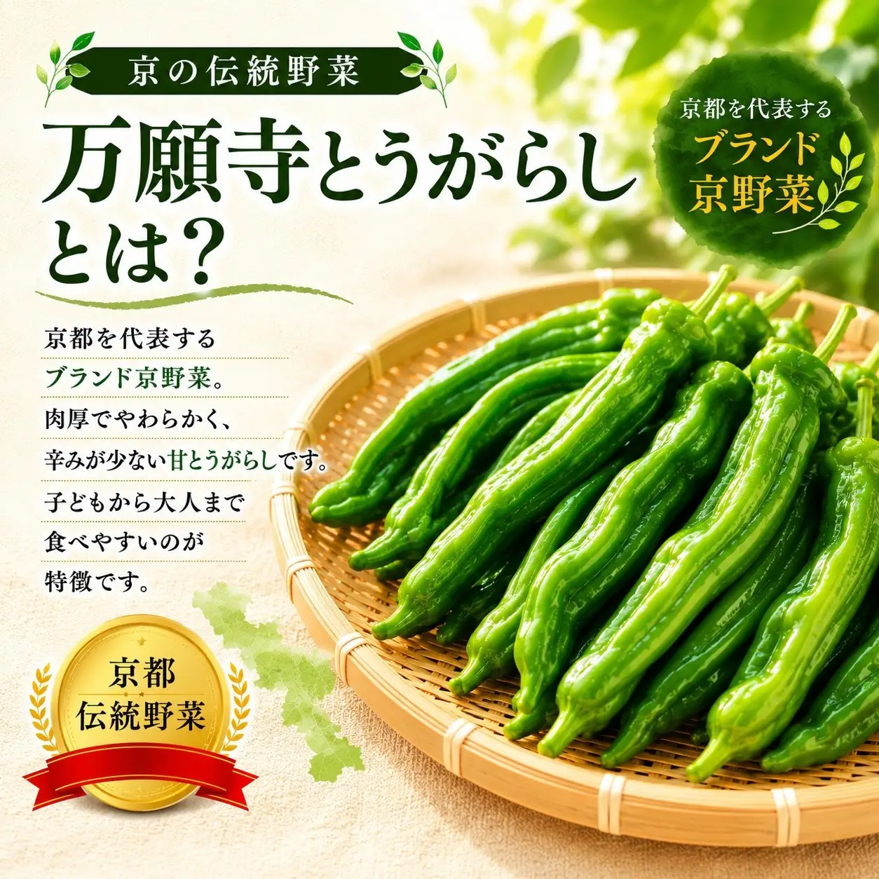 万願寺とうがらし（京野菜）1kg（目安30～40本）｜ 京野菜