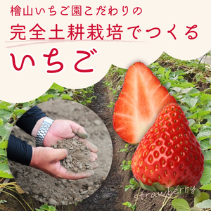 いちご 厳選朝採れいちご3種  食べ比べセット 4パック×1箱