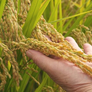 生命の農法（無化学農薬・無化学肥料栽培）お米（5kg）・七分米【令和7年産】| 白米 お米 米 こめ コメ ひのひかり あきたこまち 奈良県 五條市