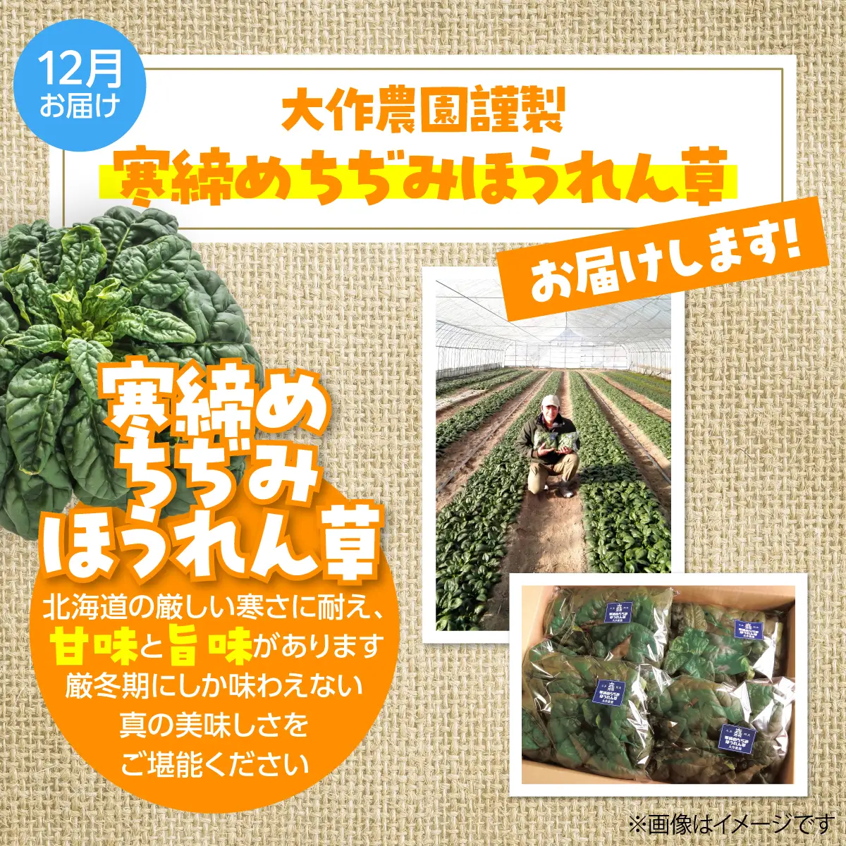 ＜2026年12月・2027年8月お届け＞大作農園　寒締めちぢみほうれん草約1.2kg・カラフルミニトマト約1.5kg　2回お届け定期便 SBTR006