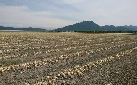 先行予約 玉ねぎ 約10kg（岡山県産）  玉ねぎ