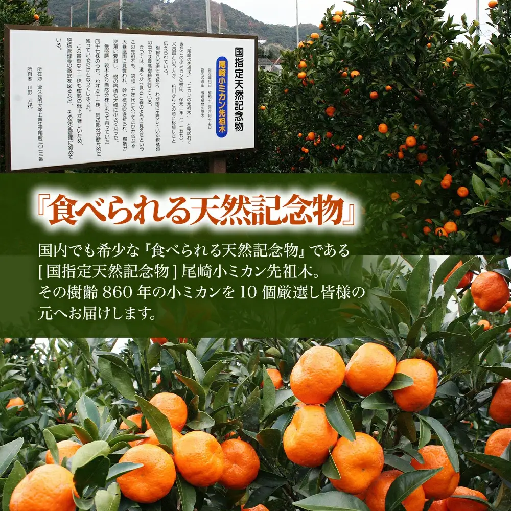【先行予約】国指定天然記念物 尾崎小 みかん 先祖木の小みかん | 津久見市