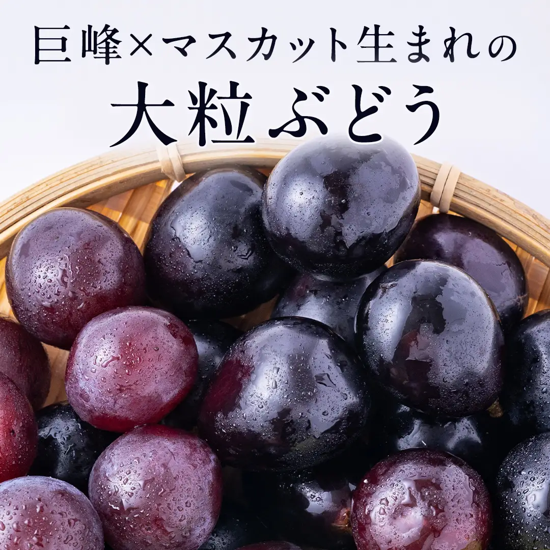 ピオーネ 2房 【2026年8月より発送開始】（茨城県共通返礼品 [ぶどう]：結城市産） ぶどう フルーツ 果物