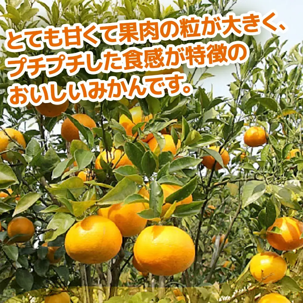 【先行予約】津久見 みかん はるみ 5kg | みかん 津久見市