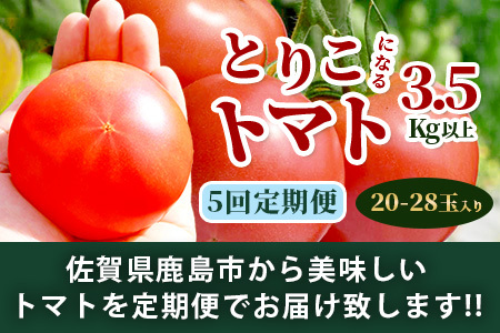 【5回定期便】【先行受付】2026年12月下旬より順次発送予定｜とりこになるトマト 3.5kg以上｜トマト 野菜 農家直送 ギフト 人気｜佐賀県鹿島市｜たにぐちファーム Ricotomato（リコトマト）～とりこになるトマト～  D-161