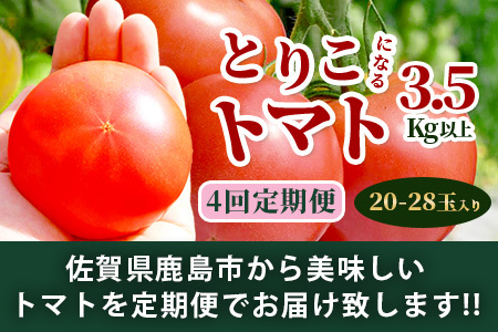 【4回定期便】【先行受付】2026年12月下旬より順次発送予定｜とりこになるトマト 3.5kg以上｜トマト 野菜 農家直送 ギフト 人気｜佐賀県鹿島市｜たにぐちファーム Ricotomato（リコトマト）～とりこになるトマト～ D-160