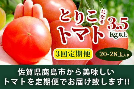 【3回定期便】【先行受付】2026年12月下旬より順次発送予定｜とりこになるトマト 3.5kg以上｜トマト 野菜 農家直送 ギフト 人気｜佐賀県鹿島市｜たにぐちファーム Ricotomato（リコトマト）～とりこになるトマト～C-84