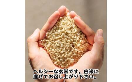 令和7年度産 キヌヒカリ 玄米20kg 海藻施用※10月より順次発送予定【aii400-gen-20B】