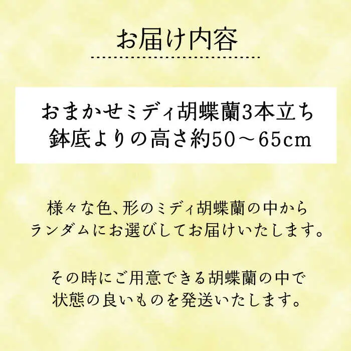 おまかせ 胡蝶蘭 ( ミディ 胡蝶蘭 3本立 ) 糸島市 / はざま園芸 [AND005] 花 生花 お祝い
