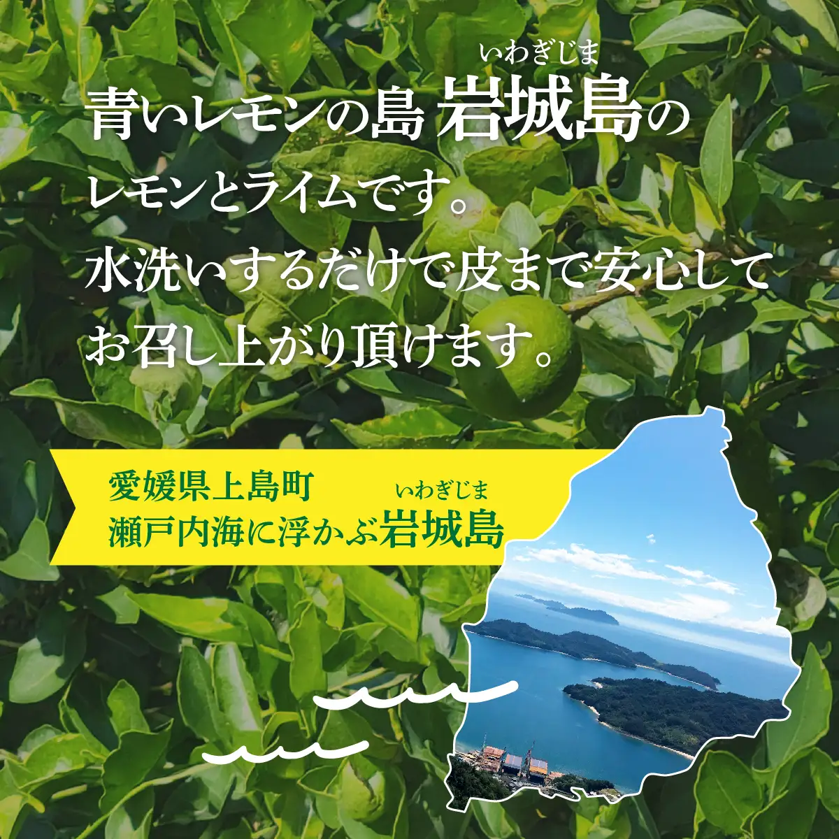 青いレモンの島 レモン 約2kg ライム 約1kg