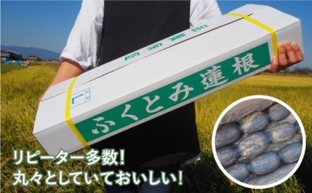 【先行予約　2026年9月～発送】白石れんこん 約3kg / れんこん [ICT001]