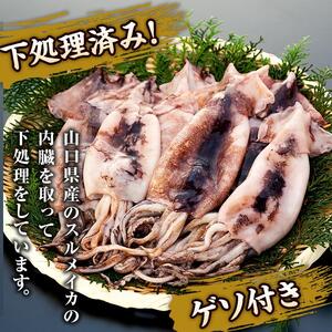 イカ 訳あり ゲソ付き 冷凍 スルメイカ 山口県産 1.2kg