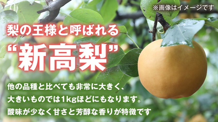 梨 新高 5kg（10〜14個）【2026年10月より発送開始】（茨城県共通返礼品 [梨]：大子町産）