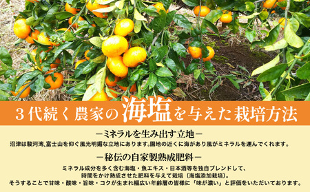 【予約受付】海塩を与えて栽培した 青島 みかん 5kg 12月下旬 順次発送 訳あり みかん 