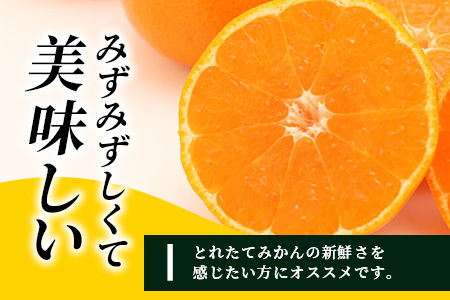 先行受付＼農家直送＆鮮度抜群！／収穫後3日以内発送・松本農園の温州みかん 約5kg 有明海の潮風で育った鹿島産みかん｜フレッシュ｜佐賀県鹿島市 送料無料 B-530