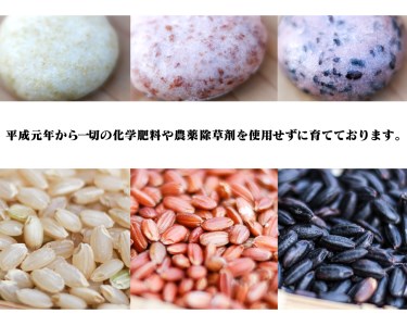 おもち 約1.2kg（黒米・赤米・緑玄米・白 各約300g）【2026年12月下旬～2027年2月上旬迄発送予定】