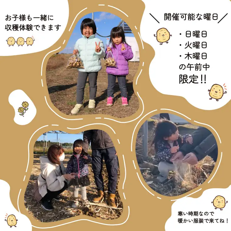 菊芋堀り 体験 （10kgまでお持ち帰りいただけます） 芋ほり 芋掘り お持ち帰り お土産 みやげ 粉末 パウダー イヌリン 国産 いも 菊芋茶 菊芋チップス SDGs エコ サスティナブル 農薬不使用