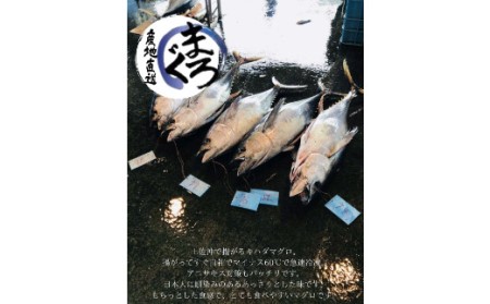土佐沖どれ　キハダマグロ（約250g×3柵）≪カネアリ水産≫ 　