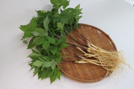 菊間高麗人参　約50ｇ [VC01090]