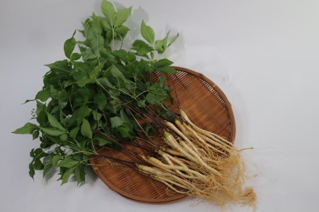 菊間高麗人参　約100ｇ [VD00970]